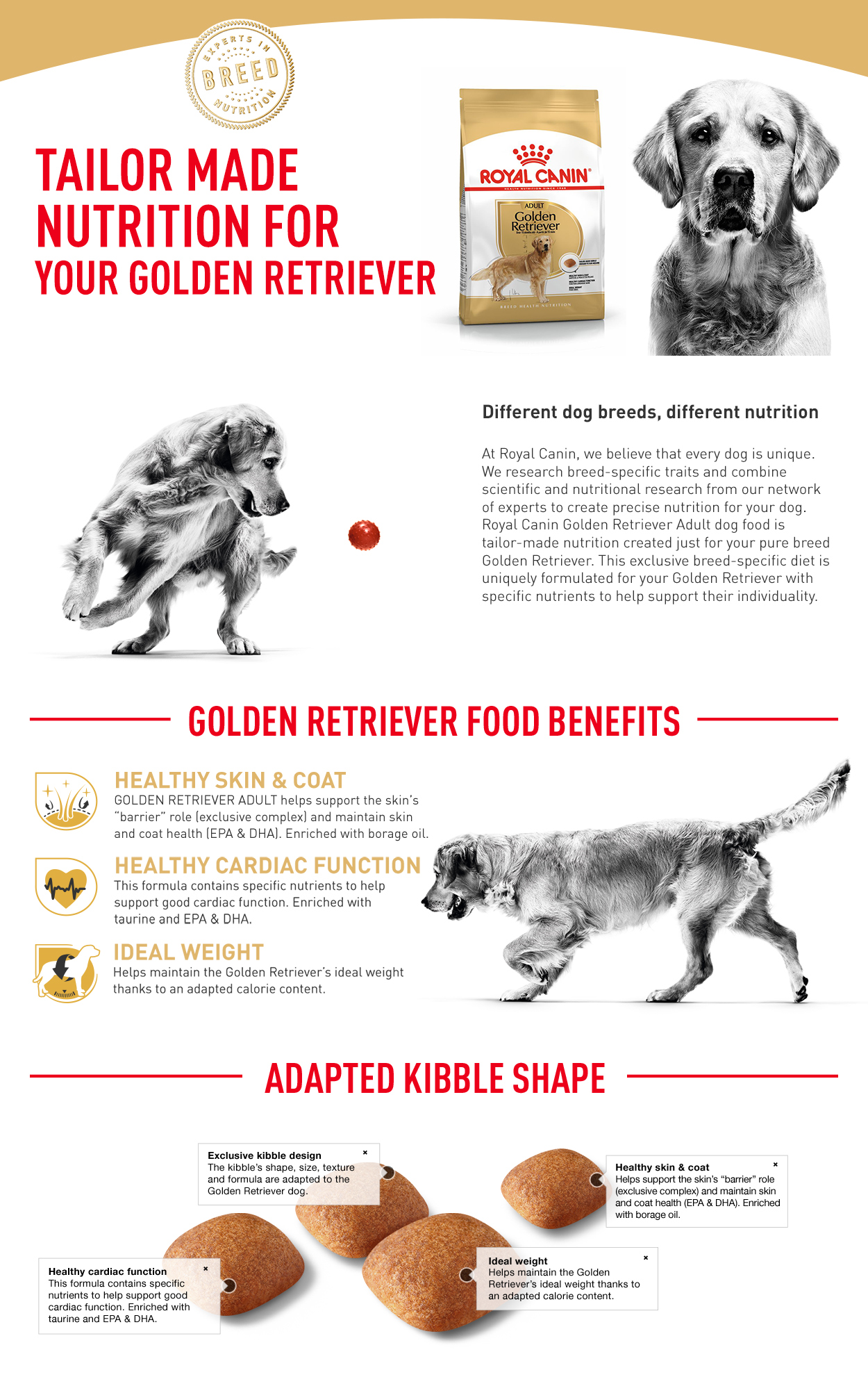 Golden Retriever Adult 3kg