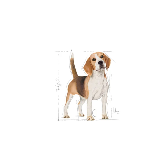 Beagle Adult 3kg