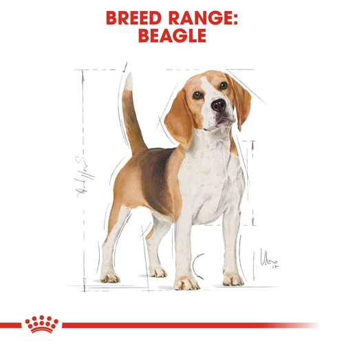 Beagle Adult 3kg