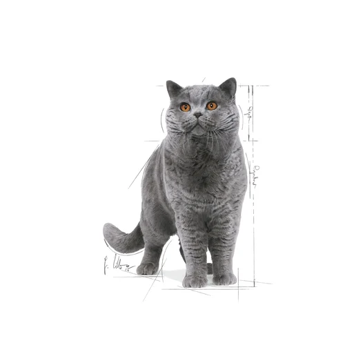 British Shorthair Narrow Chunks In Gravy 12X85g