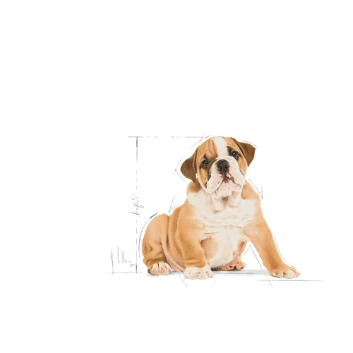 Bulldog Puppy 3kg