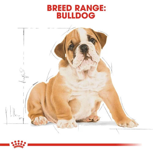 Bulldog Puppy 3kg