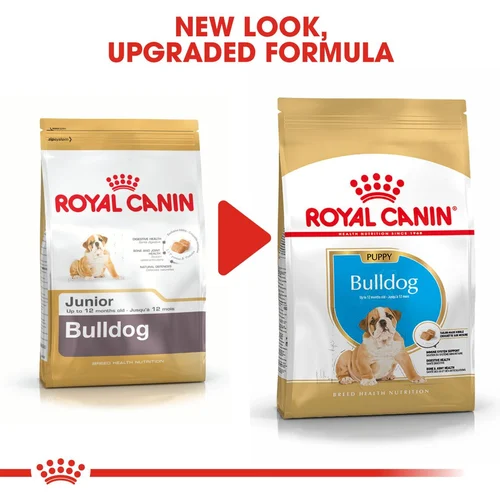 Bulldog Puppy 3kg