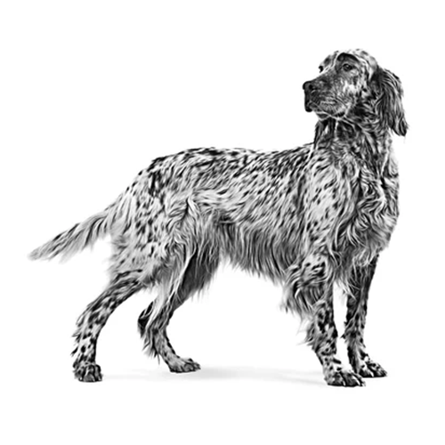 Diabetic Dog 1.5KG