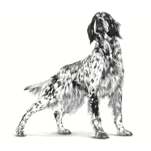 Gastrointestinal High Fibre Dog 2KG