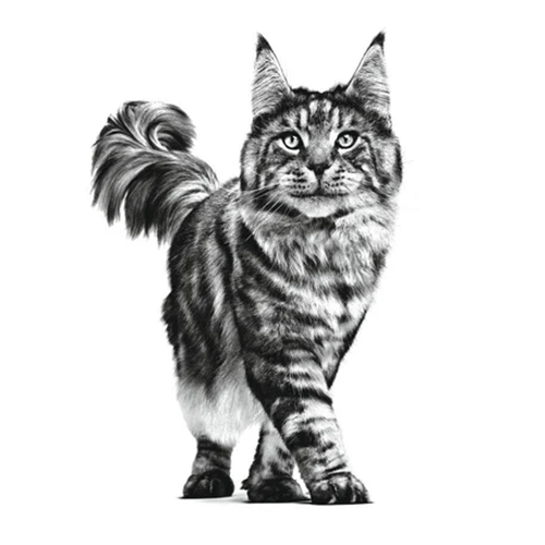 Gastrointestinal Thin Slices In Gravy Cat 12X85G