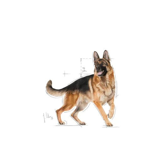 German Shepherd Adult 3kg