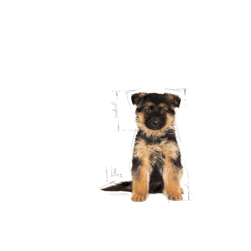 German Shepherd Puppy 3kg
