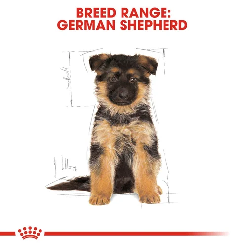 German Shepherd Puppy 3kg