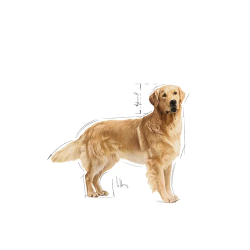 Golden Retriever Adult 12kg