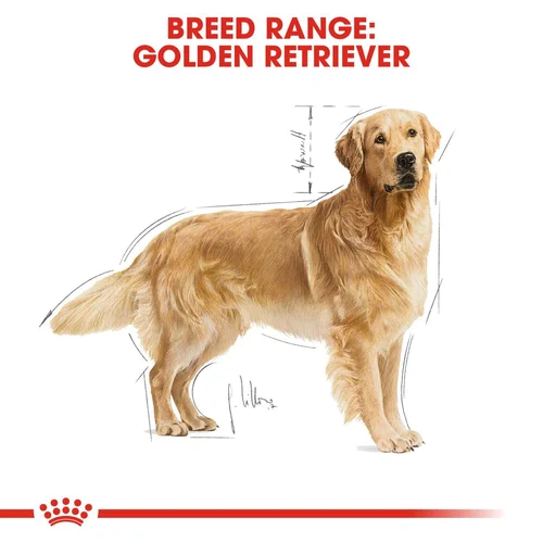 Golden Retriever Adult 3kg