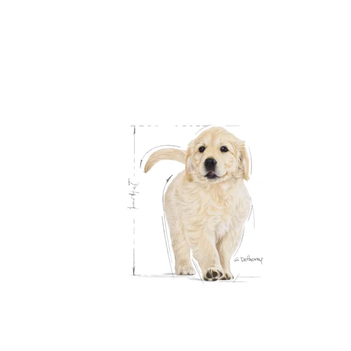 Golden Retriever Puppy 12kg