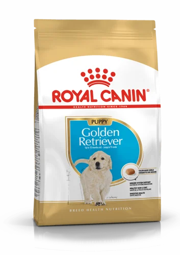 Golden Retriever Puppy 1kg