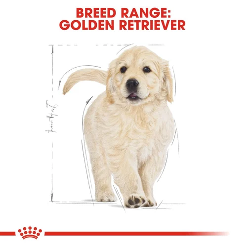 Golden Retriever Puppy 1kg