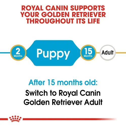 Golden Retriever Puppy 1kg
