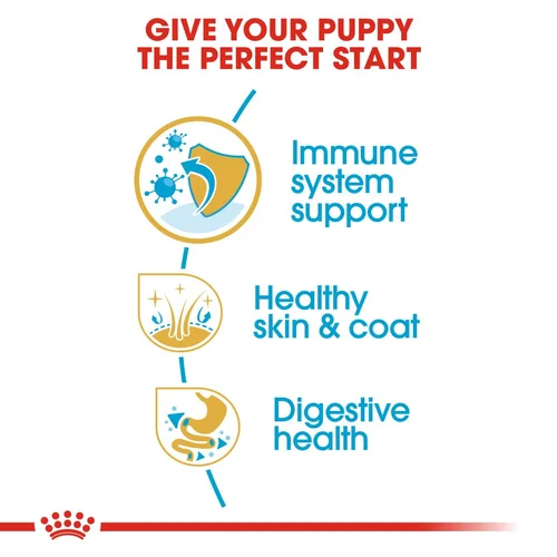 Golden Retriever Puppy 1kg
