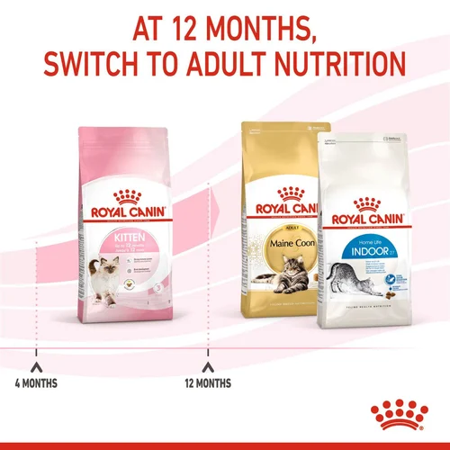 Kitten 2kg