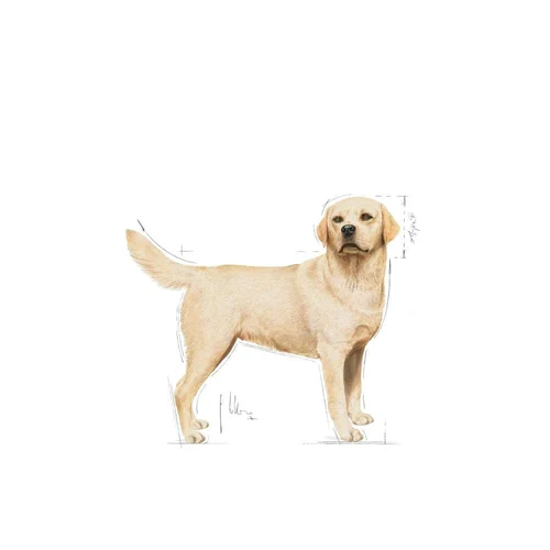 Labrador Retriever Adult 12kg