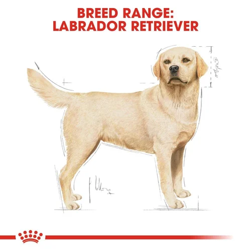 Labrador Retriever Adult 12kg