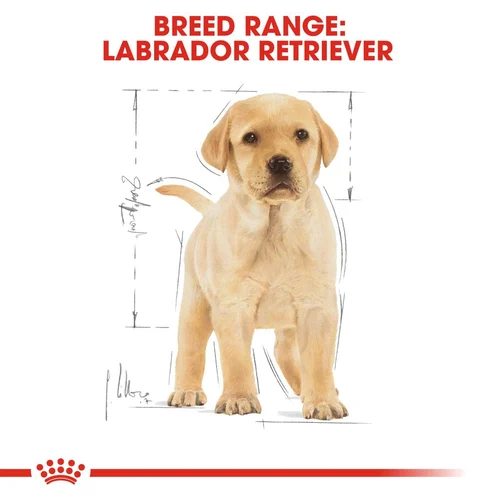 Labrador Retriever Puppy 1kg