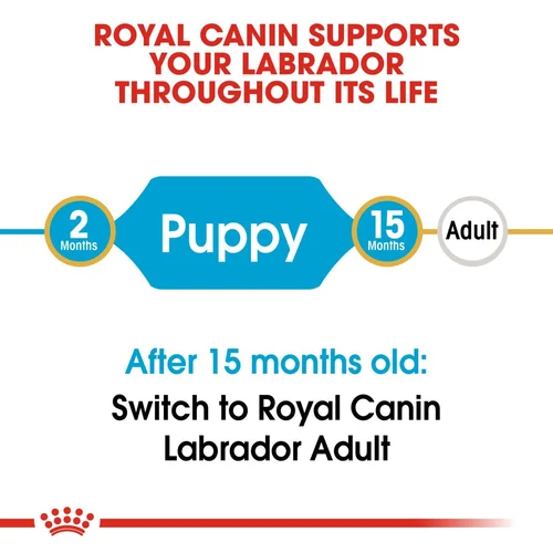 Labrador Retriever Puppy 1kg
