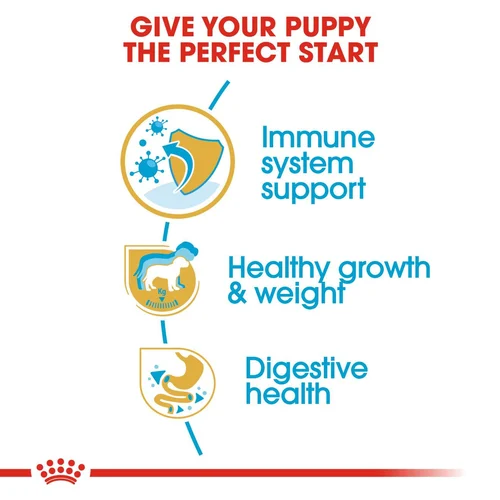 Labrador Retriever Puppy 1kg