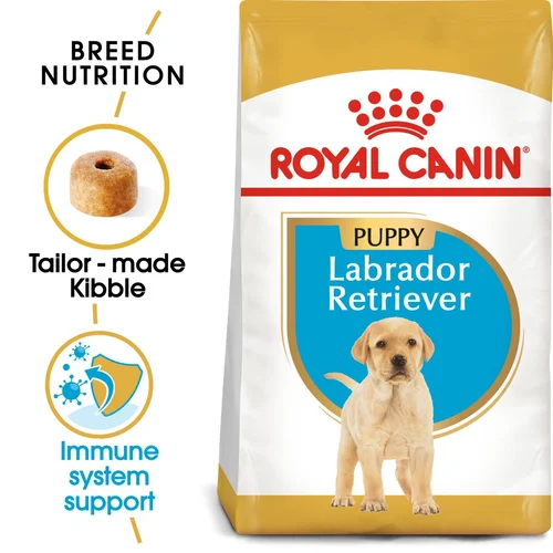Labrador Retriever Puppy 1kg