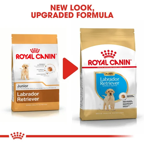 Labrador Retriever Puppy 1kg