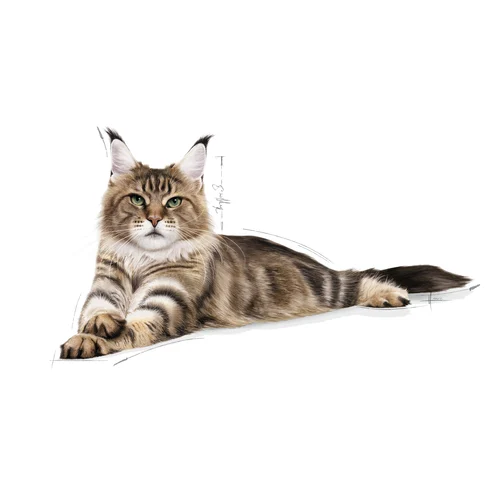 Maine Coon Adult 2kg