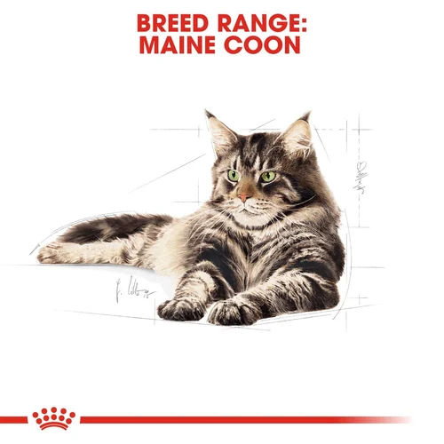 Maine Coon Adult 2kg