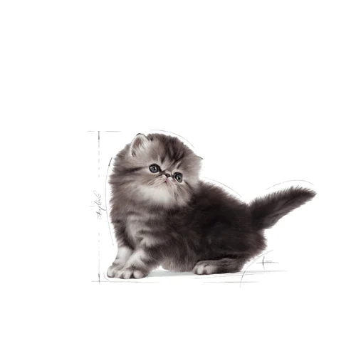 Persian Kitten 2kg