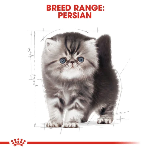 Persian Kitten 2kg