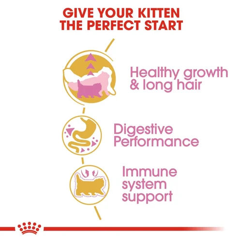 Persian Kitten 2kg