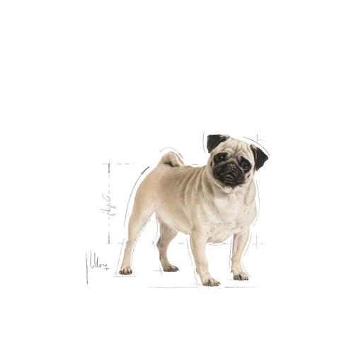 Pug Adult 1.5kg