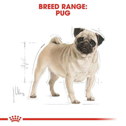 Pug Adult 1.5kg