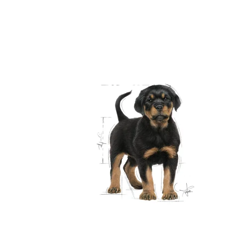 Rottweiler Puppy 3kg