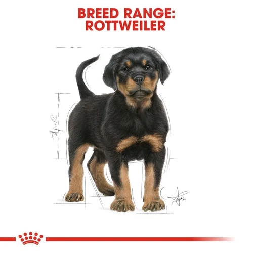 Rottweiler Puppy 3kg