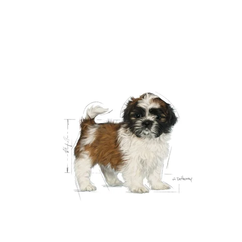 Shih Tzu Puppy 1.5kg