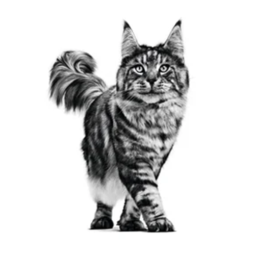 Urinary SO Moderate Calorie Morsels In Gravy Cat 12X85G